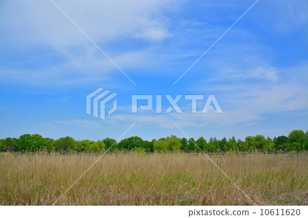 新鮮的綠色Treed公園 10611620