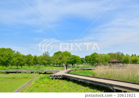 Fresh green Treed Park Fresh green Treed Park 10611621