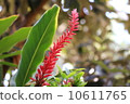 熱帶植物花 10611765
