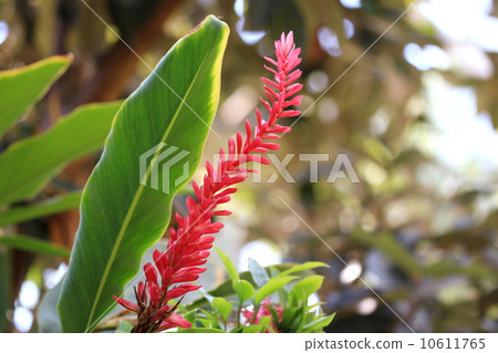 Tropical plant flowers Tropical plant flowers 10611765
