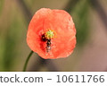 停在鮮花的昆蟲 10611766