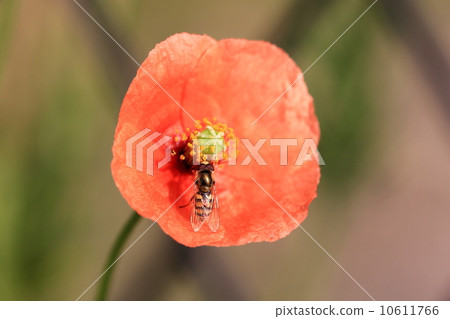 停在鮮花的昆蟲 停在鮮花的昆蟲 10611766