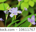 藍色的花 10611767