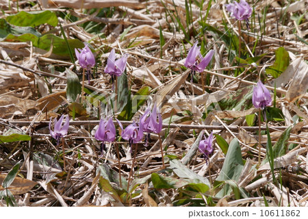 Katakuri Katakuri 10611862