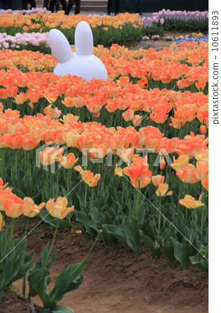 Tulip field 10611893