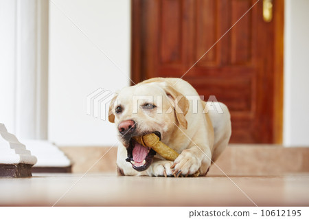 Dog with bone 10612195