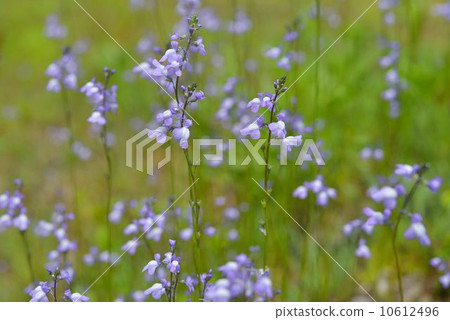 Matsubaun Run 10612496