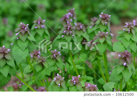 Himeodoricosoum 10612500