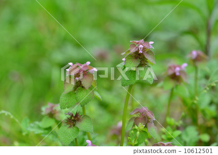 Himeodoricosoum 10612501