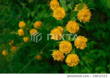 Yamabuki Yamabuki 10612523