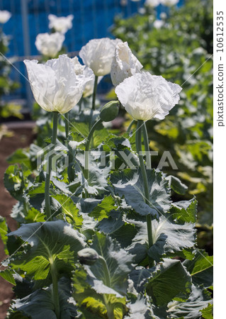 鴉片“罌粟（一致物種）”@東京藥用植物園的原料植物 10612535