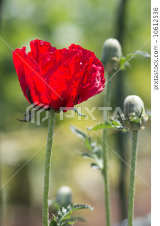 Raw material plant of opium "Poppy (Hakama Seiyagi)" @ Tokyo medicinal botanical garden 10612536
