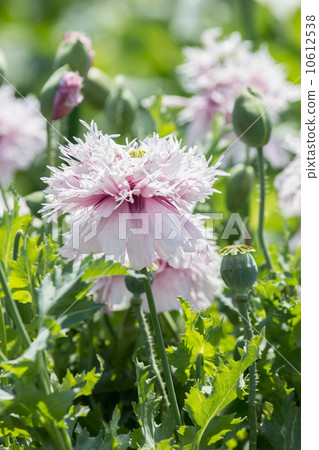 Raw material plant of opium "poppy (Yae somniferem kind)" @ Tokyo medicinal botanical garden 10612538