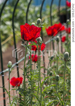 鴉片“Poppy(Hakama Seiyagi)”@東京藥用植物園的原料植物 鴉片“Poppy(Hakama Seiyagi)”@東京藥用植物園的原料植物 10612542