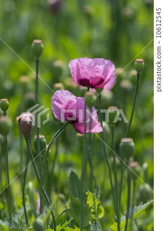 Raw materials of opium "Azumijigushi (Setigemu species)" @ Tokyo medicinal botanical garden 10612545