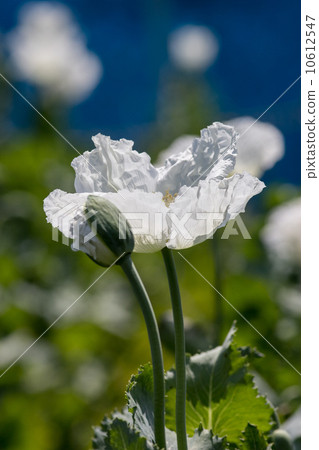 Raw material plant of opium "poppy (consistent species)" @ Tokyo medicinal botanical garden 10612547