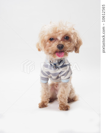 Milpoo smiling Milpoo smiling 10612565