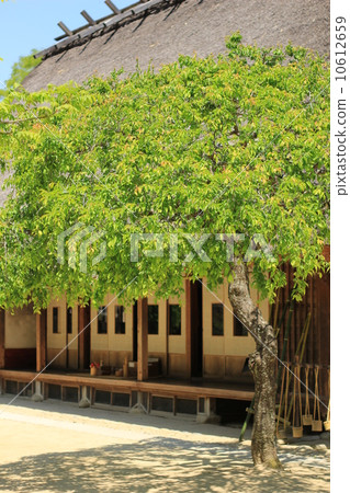 日式建築和垂枝梅 10612659