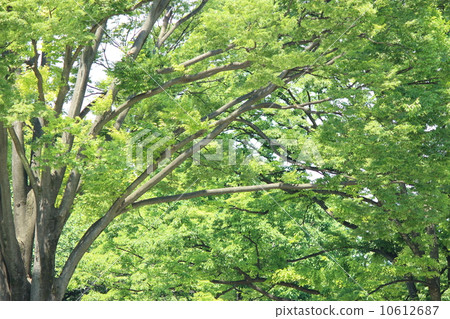 Zelkova Zelkova 10612687