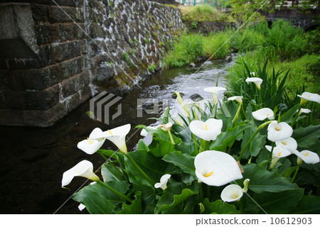 Genpei River 10612903