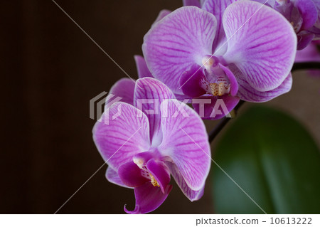 Phalaenopsis orchid Phalaenopsis orchid 10613222