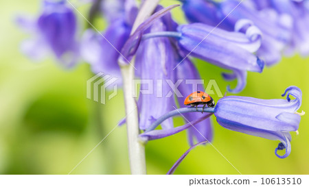 Bluebells & Ladybird Bluebells & Ladybird 10613510
