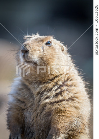 Wedding Groom 10613626