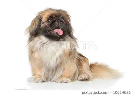 Pekinese dog portrait 10614681