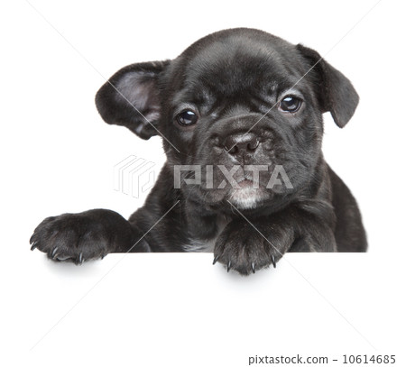 Puppy above white banner 10614685