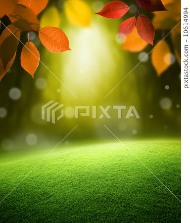 Autumn forest  background 10614994