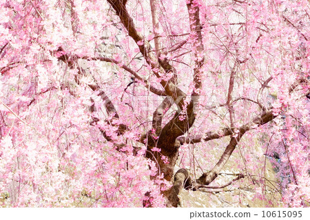 Cherry Blossoms Cherry Blossoms 10615095