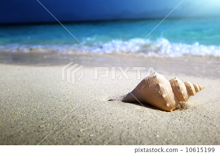 seashell on the beach (shallow DOF) 10615199