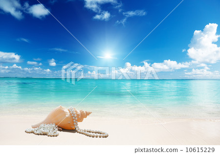 sea shells and perls on the beach sea shells and perls on the beach 10615229