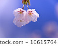 Cherry Blossoms	 10615764