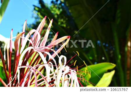 Holidays in Hawaii 10615767