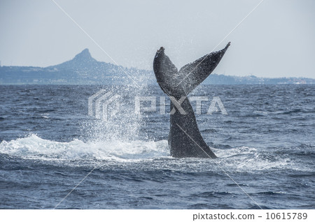 Humpback whale Humpback whale 10615789