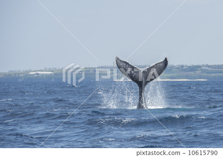 Humpback whale 10615790