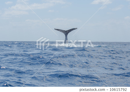 Humpback whale 10615792