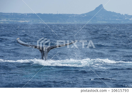 座頭鯨 10615793