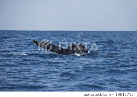 Humpback whale Humpback whale 10615795