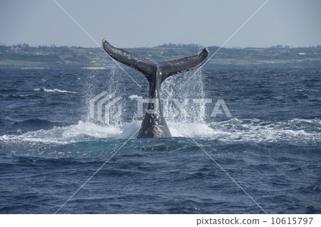 Humpback whale 10615797