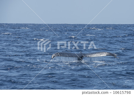 Humpback whale 10615798