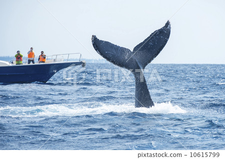 Humpback whale 10615799