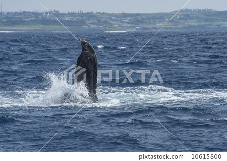 座頭鯨 10615800
