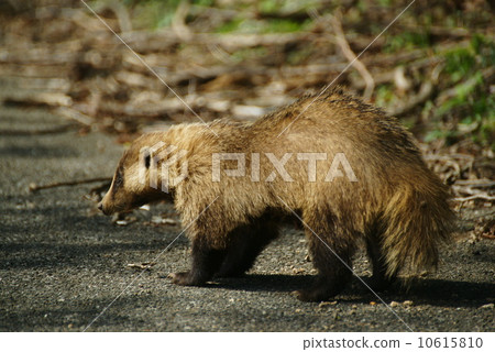 Japanese black badger 10615810