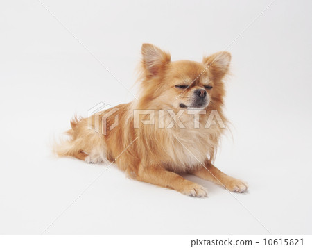 閉上眼睛吉娃娃 閉上眼睛吉娃娃 10615821