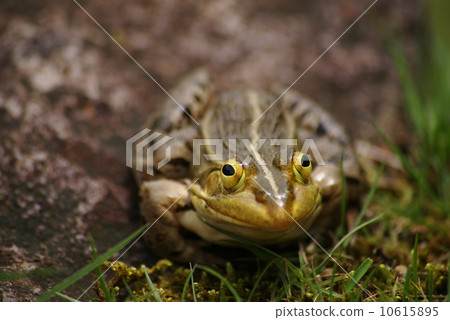 Tonosawa frog 10615895