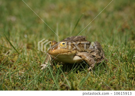 Tonosawa frog Tonosawa frog 10615913