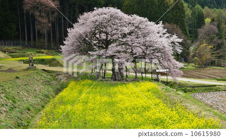 Shinshu Takayama Village的黑部的Ed Higanzakura 10615980