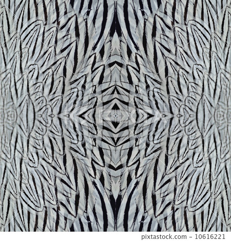 Silver Pheasant feathers Silver Pheasant feathers 10616221